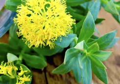 Rhodiola Mitolyn's Ingredient