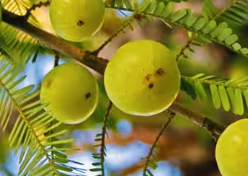 Amla Mitolyn's Ingredients