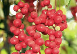Schisandra Mitolyn's Ingredient